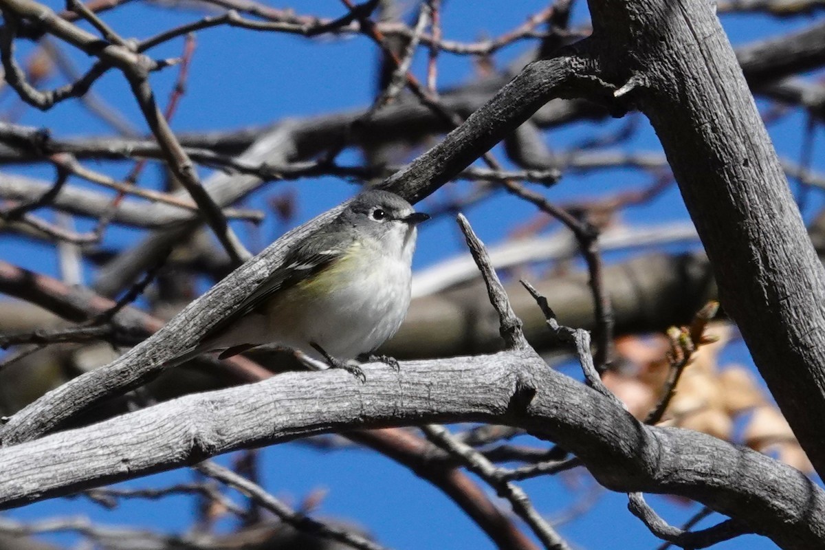 Cassin's Vireo - Cliff Cordy