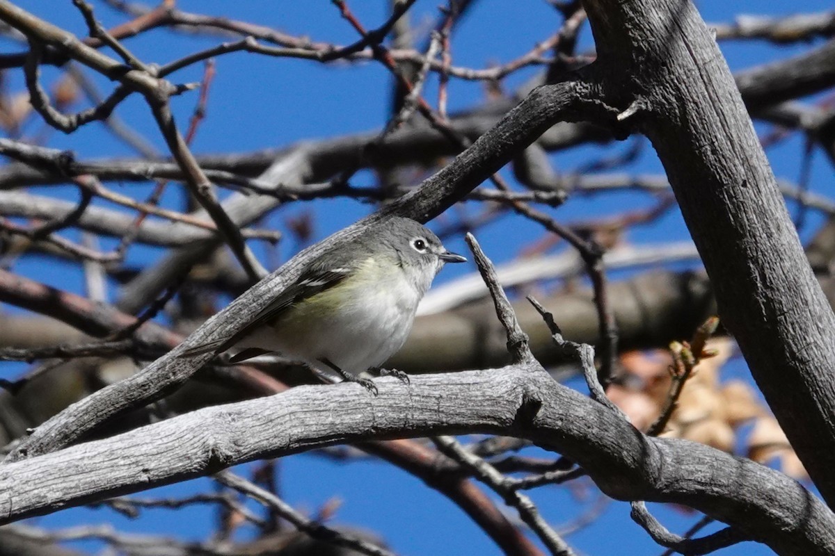 Cassin's Vireo - Cliff Cordy