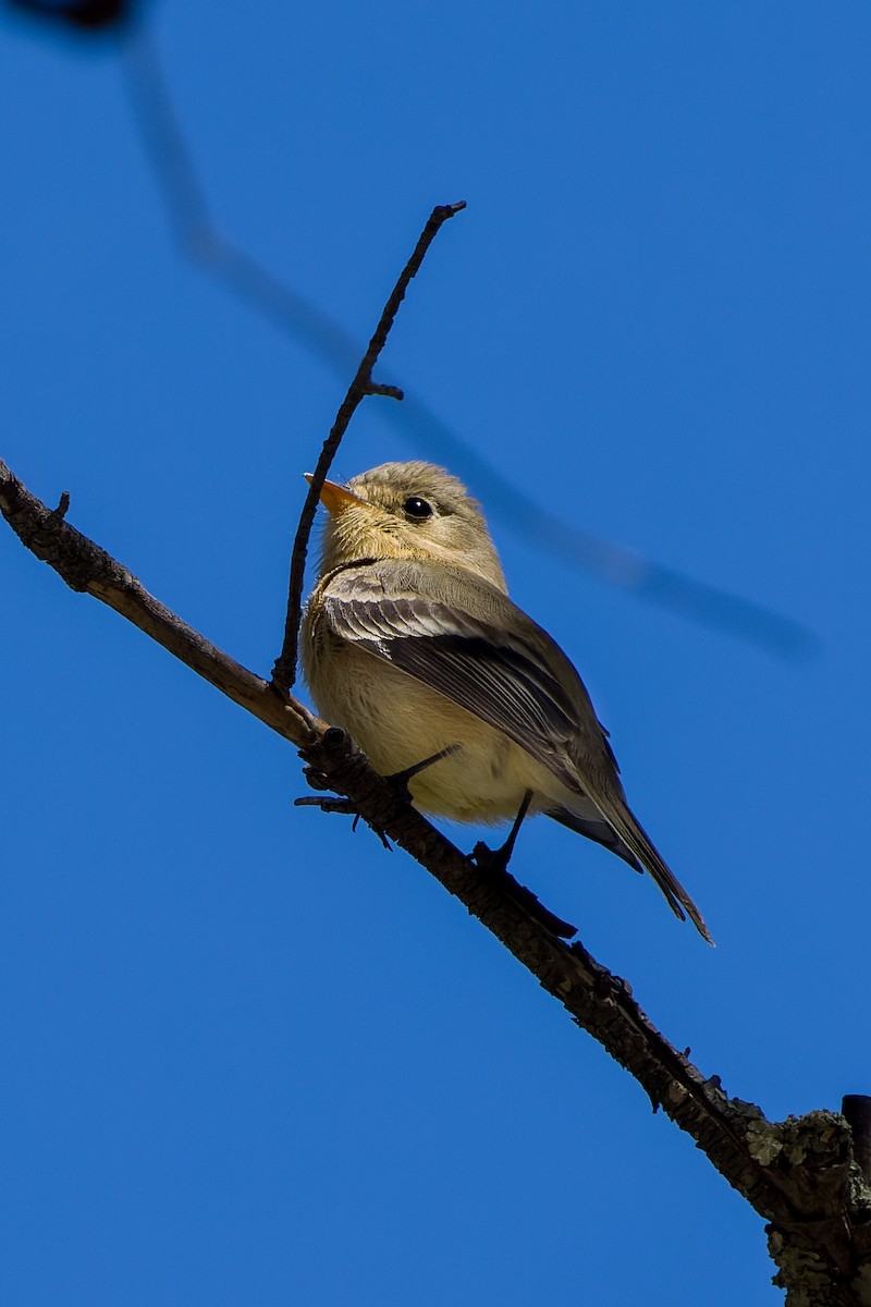 Buff-breasted Flycatcher - Kyle Shay