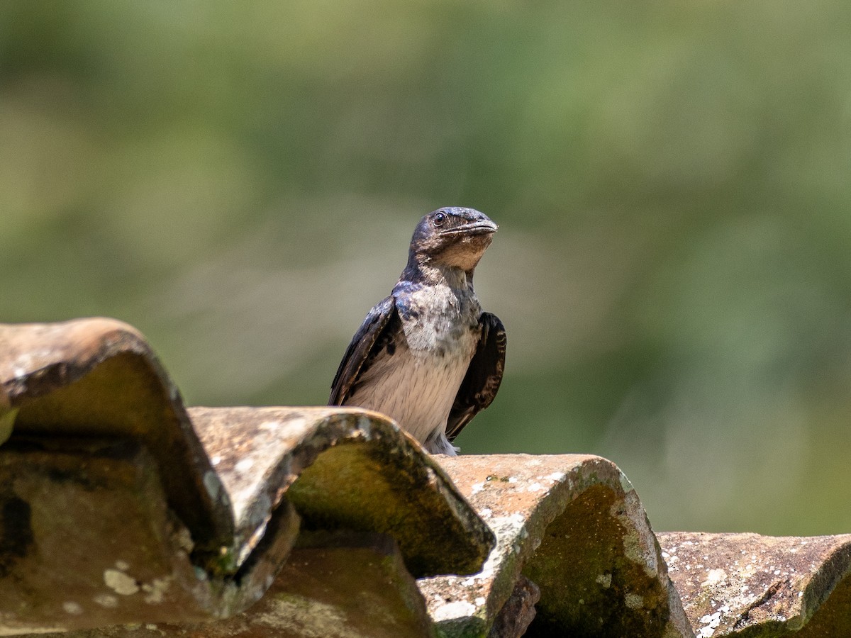 Gray-breasted Martin - Kevin McAuliffe