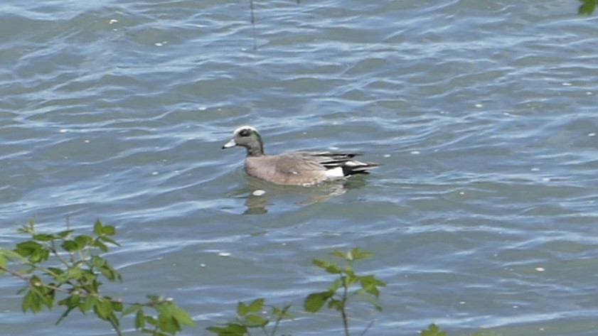 American Wigeon - ML618771047