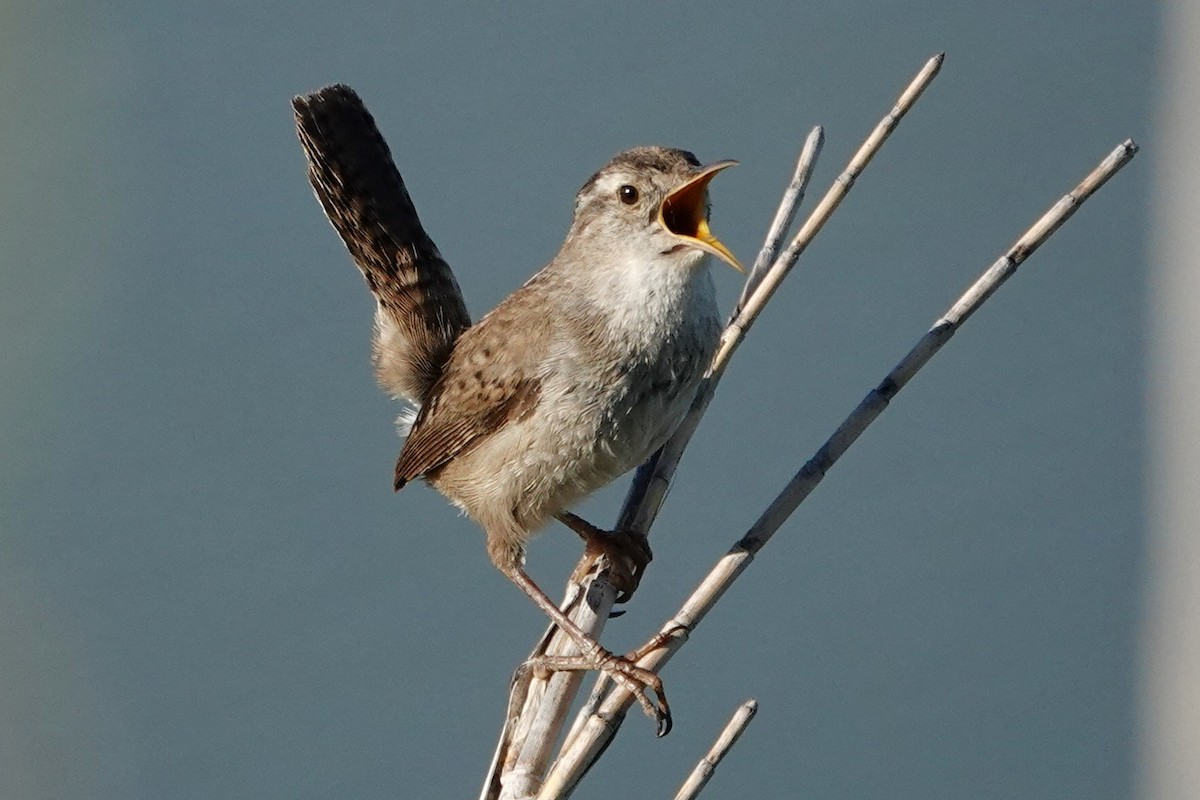 Marsh Wren - ML618771049