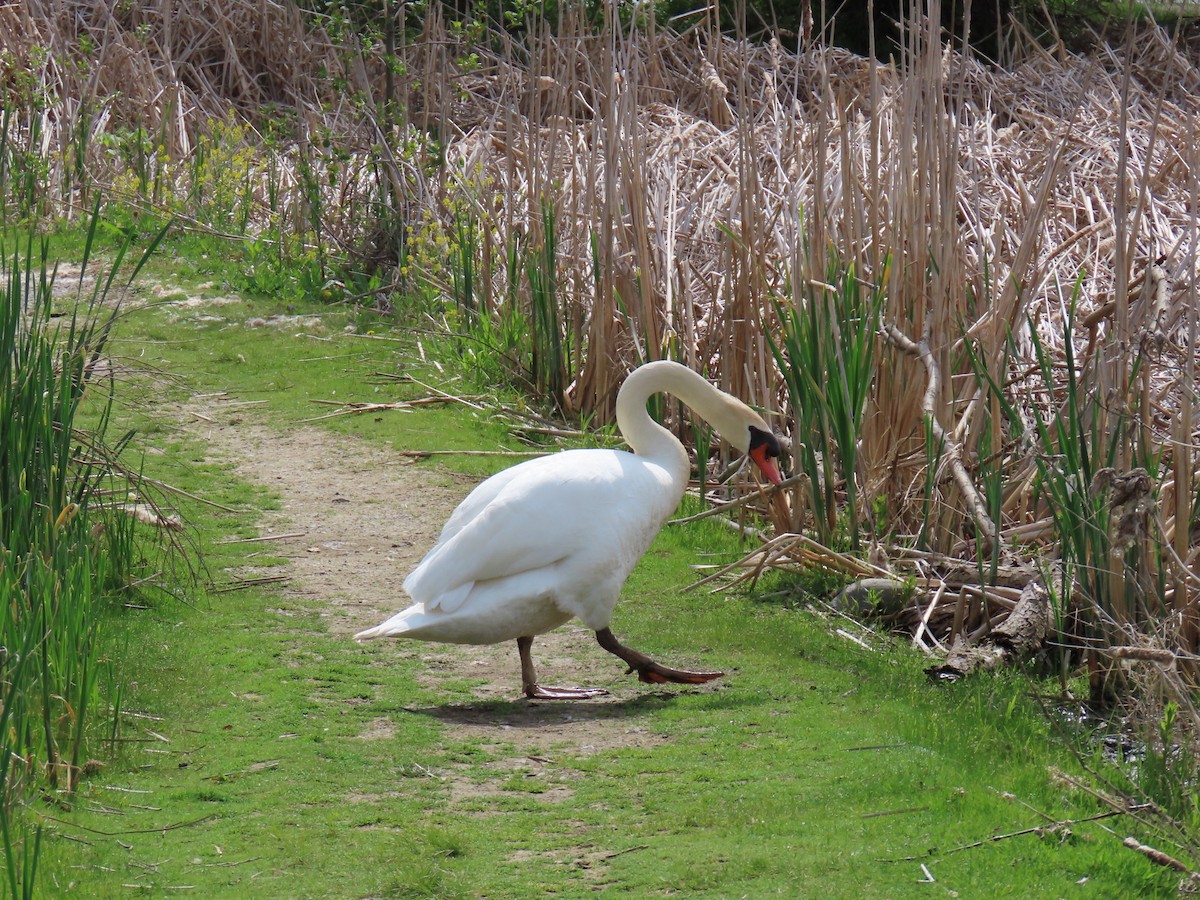 Mute Swan - John DePaul