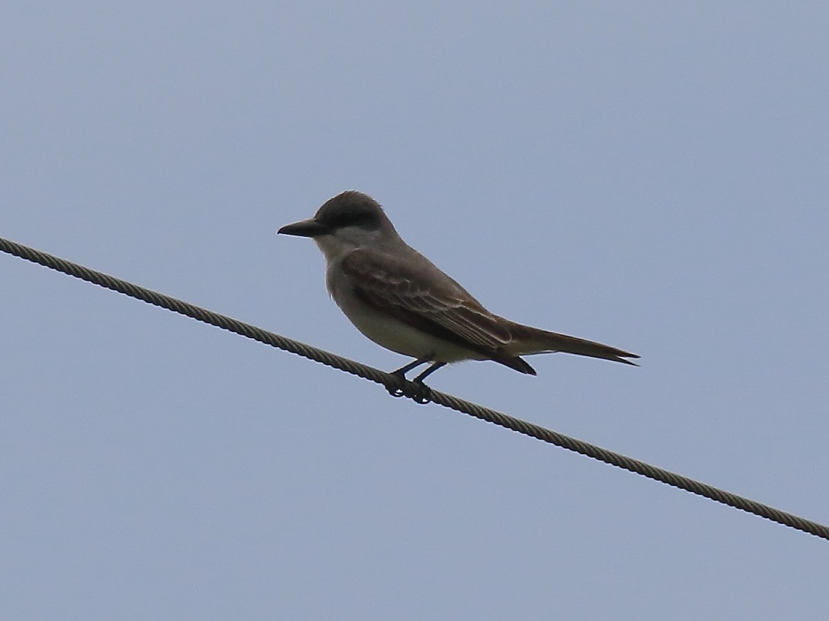 Gray Kingbird - Doug Beach