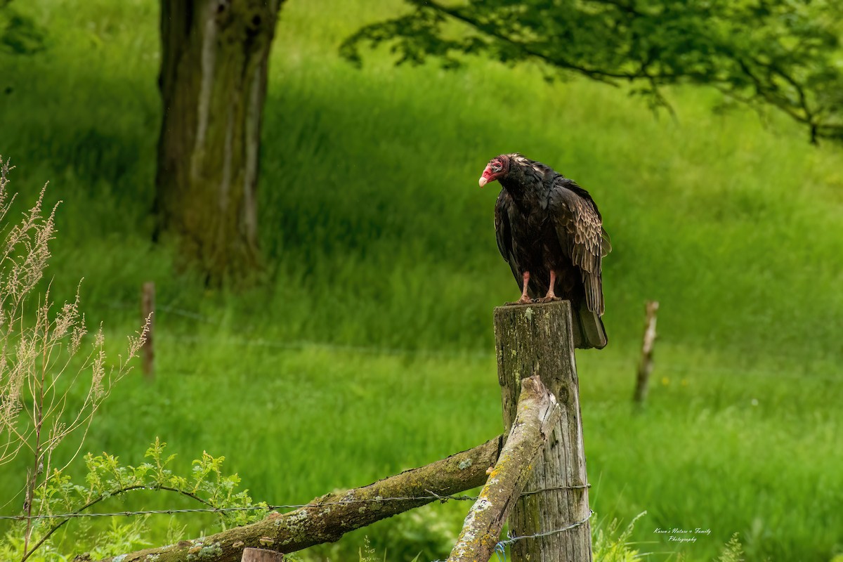 Turkey Vulture - ML618771064