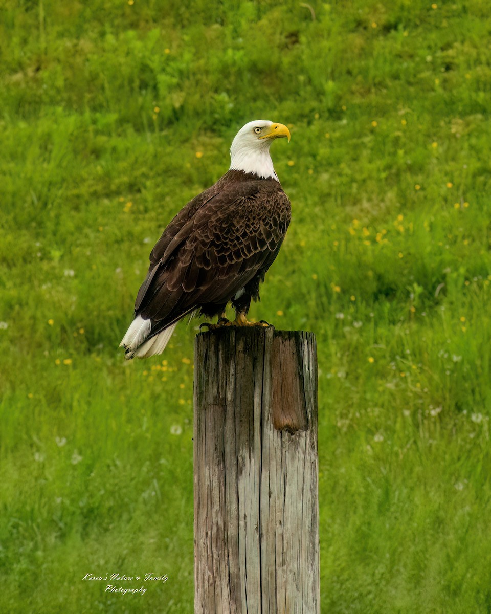 Bald Eagle - ML618771099