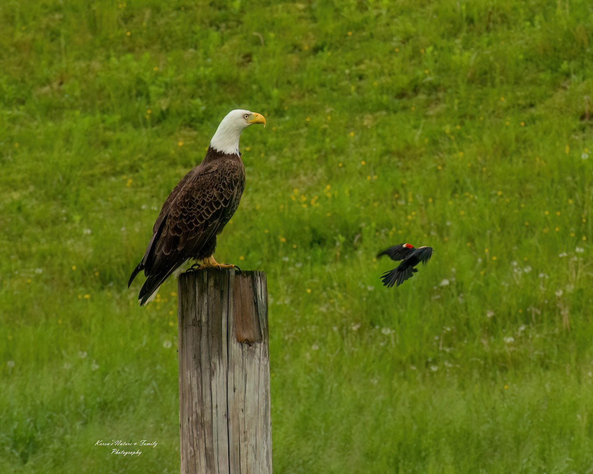 Weißkopf-Seeadler - ML618771100