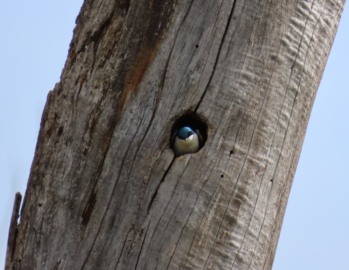 Tree Swallow - John DePaul