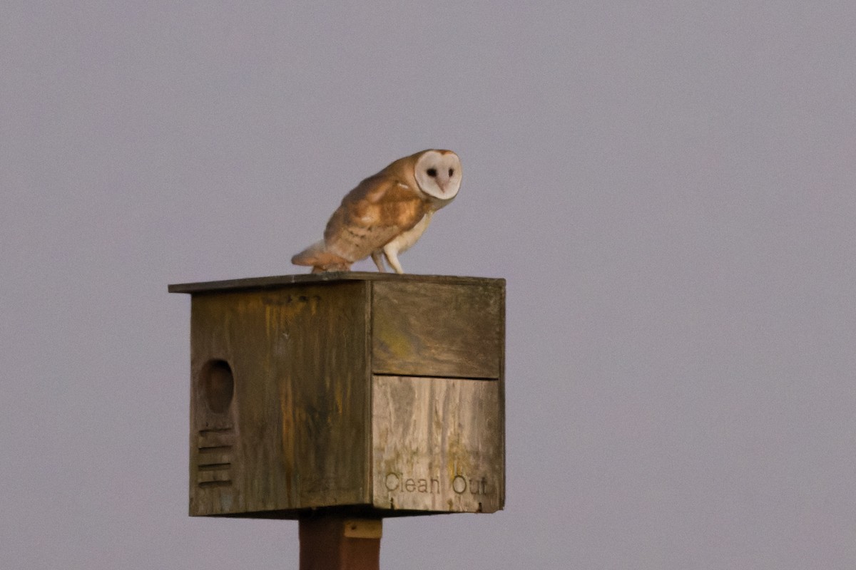 Barn Owl - Bill Chen