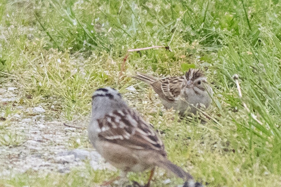 Clay-colored Sparrow - ML618771120