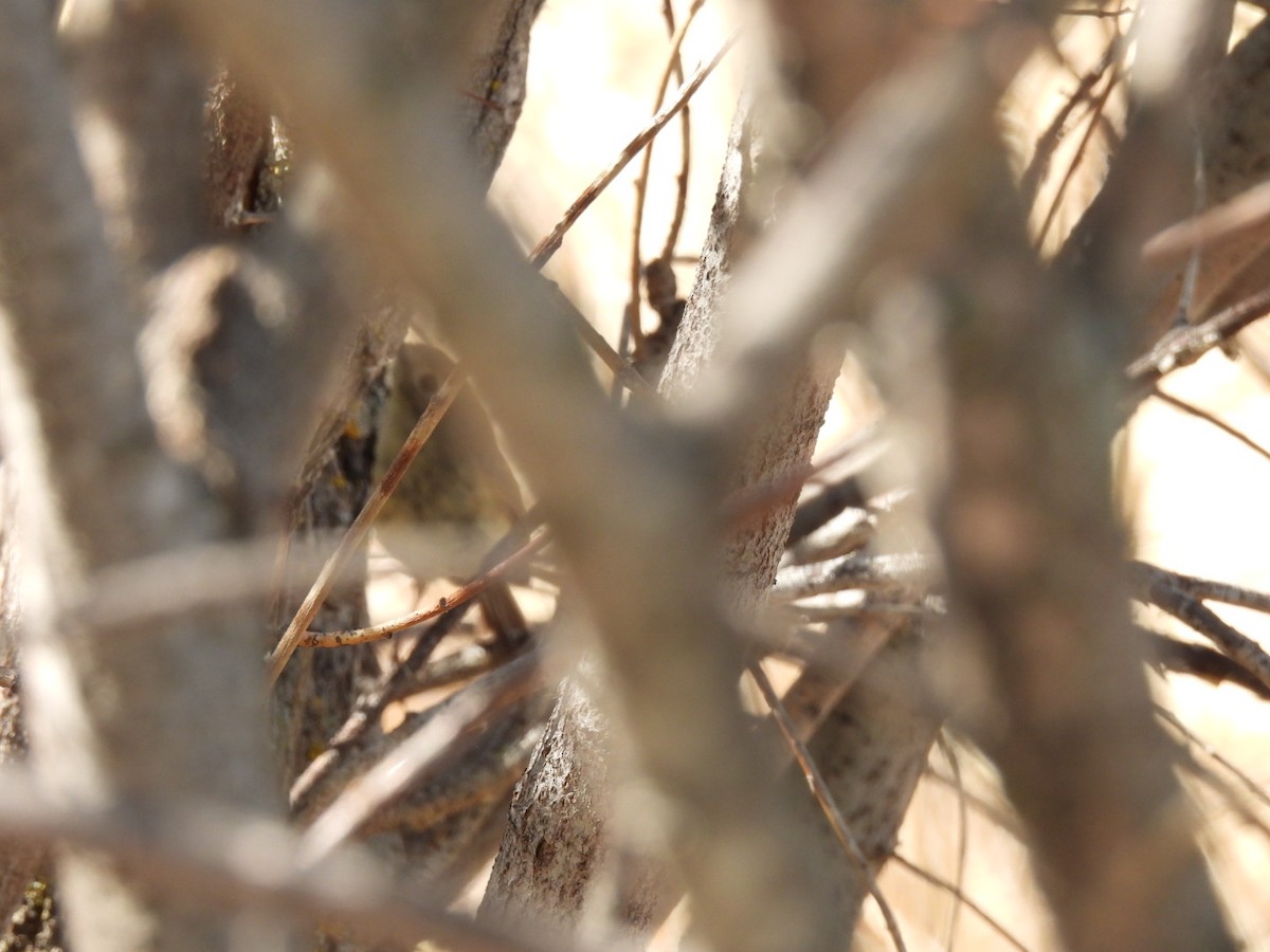 Ruby-crowned Kinglet - ML618771125