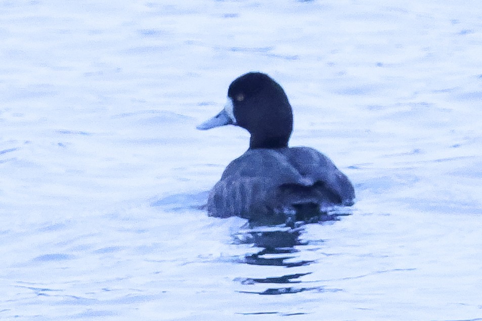 Lesser Scaup - Glenn Mitchell