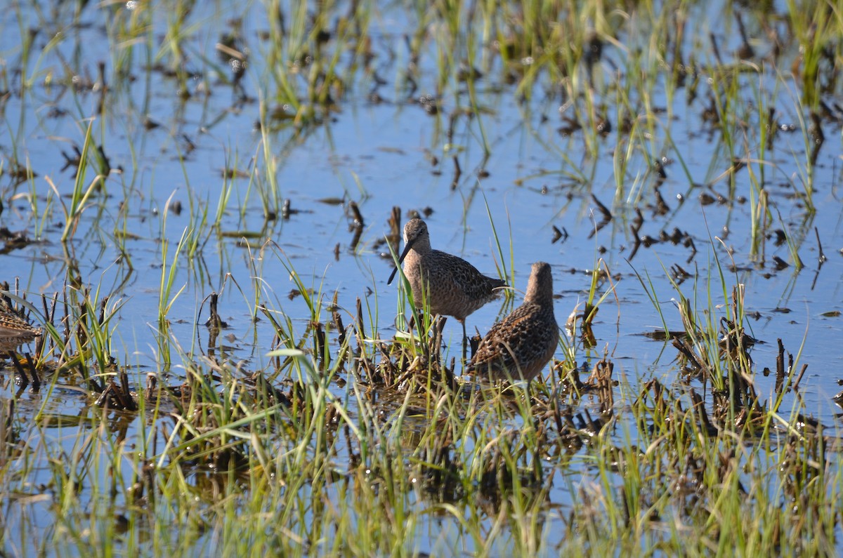 Long-billed Dowitcher - ML618771135