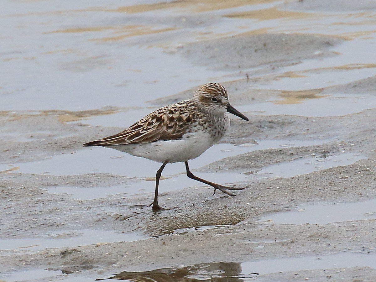 Semipalmated Sandpiper - ML618771136