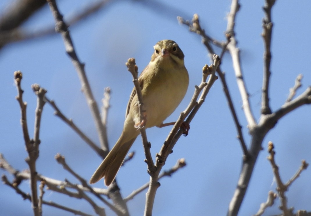 Clay-colored Sparrow - Ian M