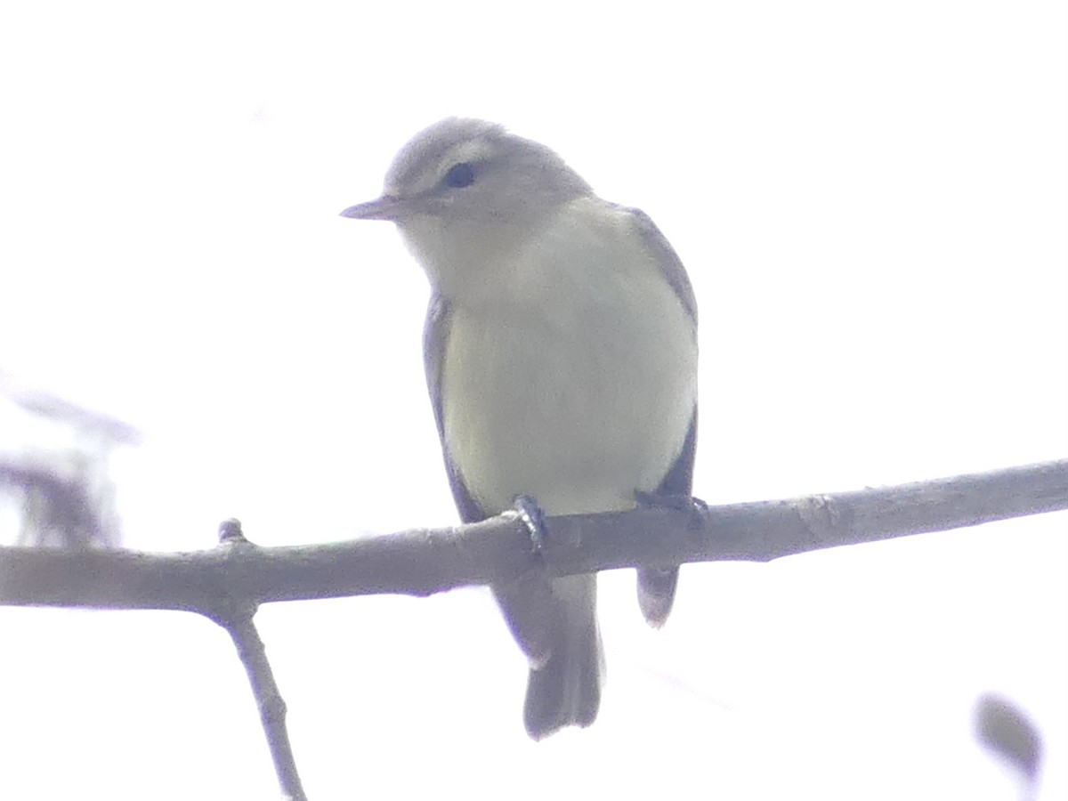 Warbling Vireo - ML618771144