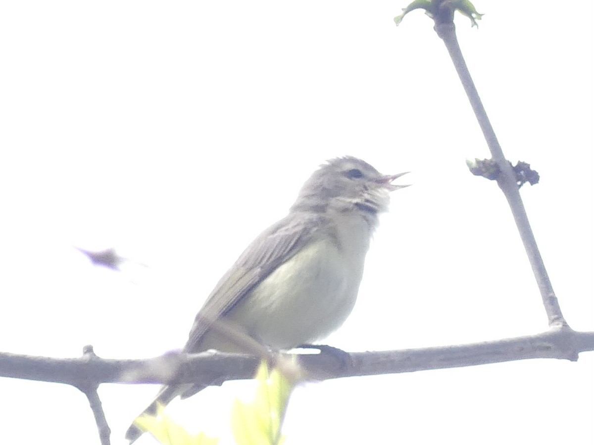 Warbling Vireo - ML618771145