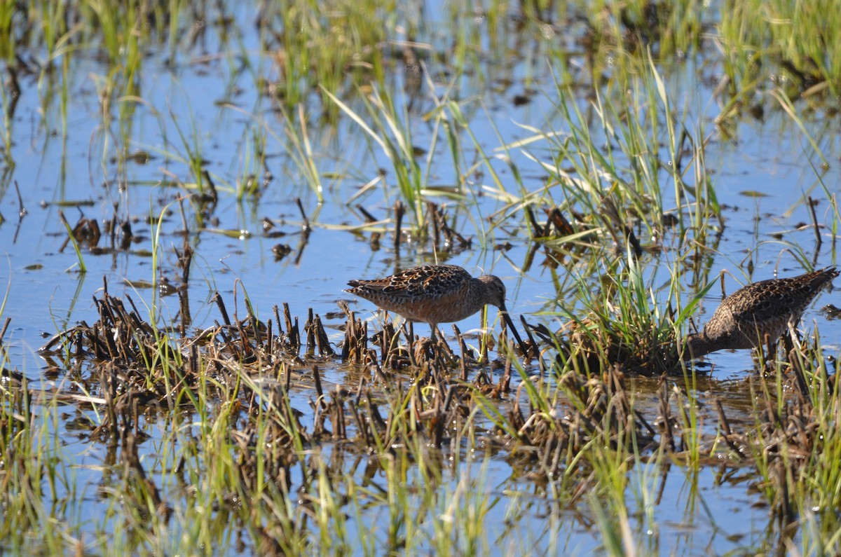 Long-billed Dowitcher - ML618771150