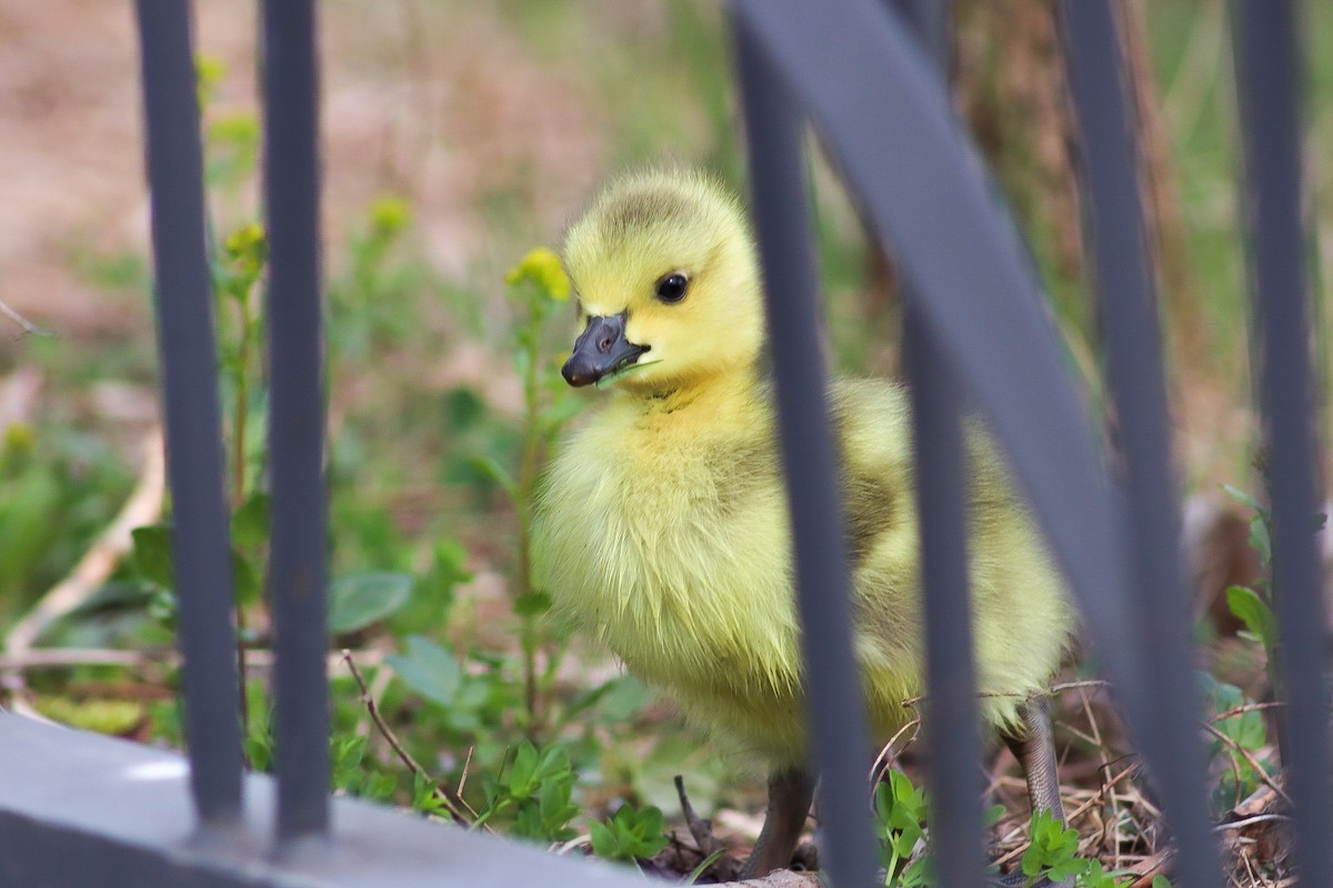 Canada Goose - Elya Ungul