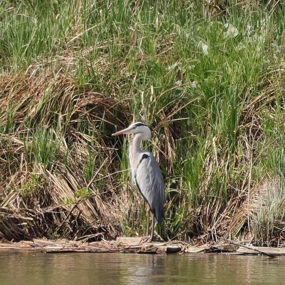 Gray Heron - ML618771166