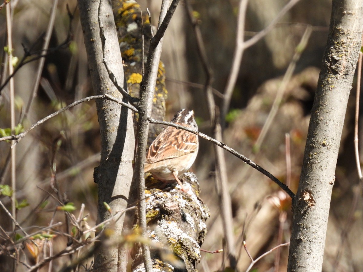 White-throated Sparrow - ML618771170