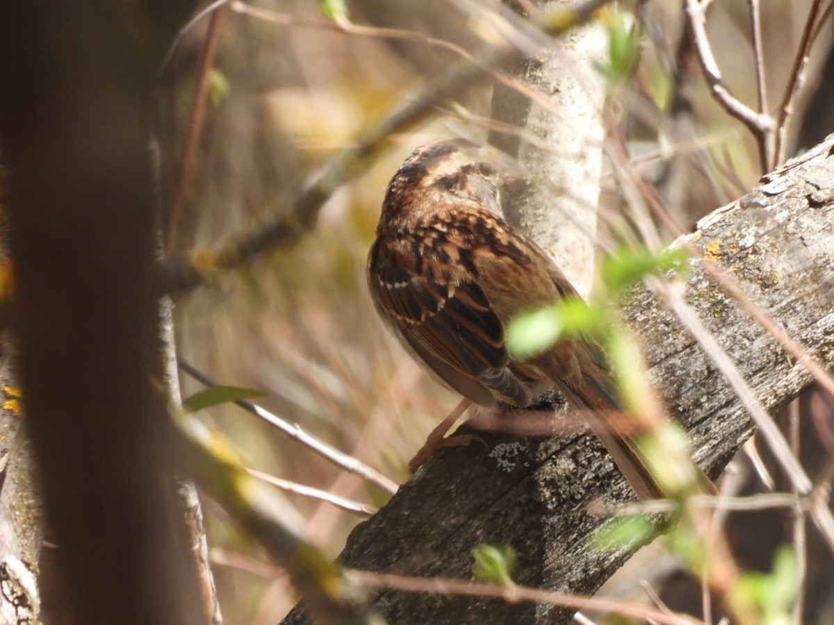 White-throated Sparrow - ML618771171