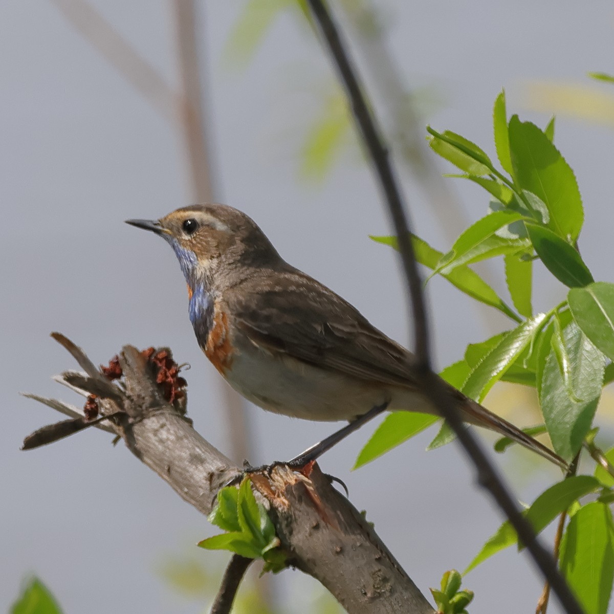Bluethroat - ML618771195