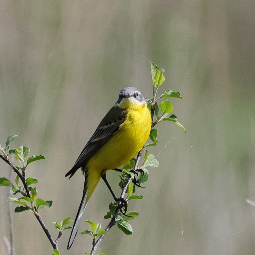 Western Yellow Wagtail - ML618771215