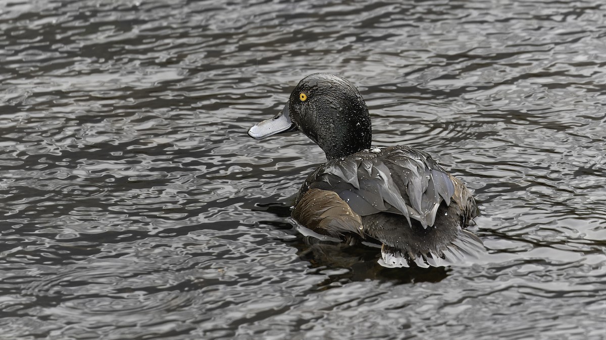 New Zealand Scaup - Markus Craig