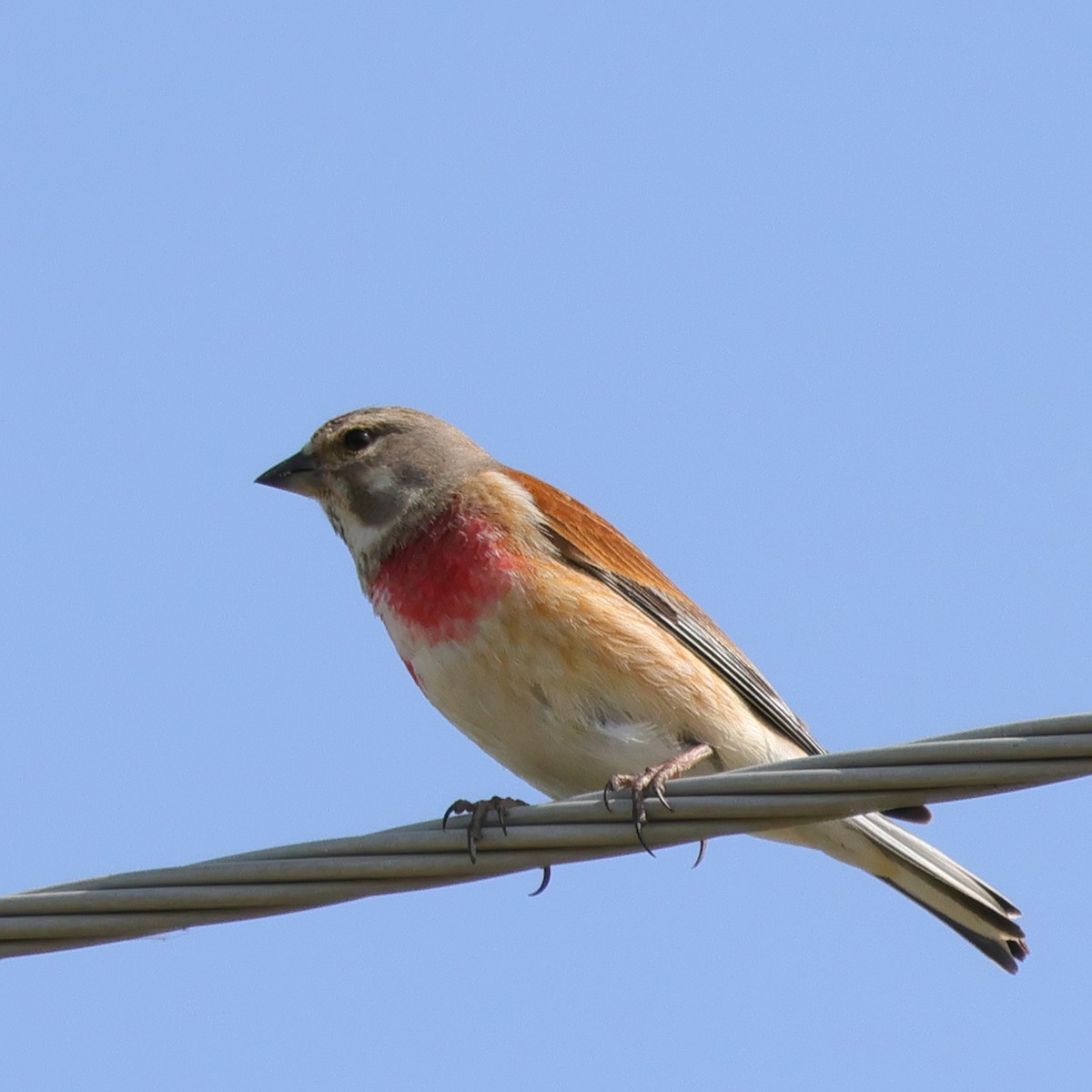 Eurasian Linnet - ML618771230