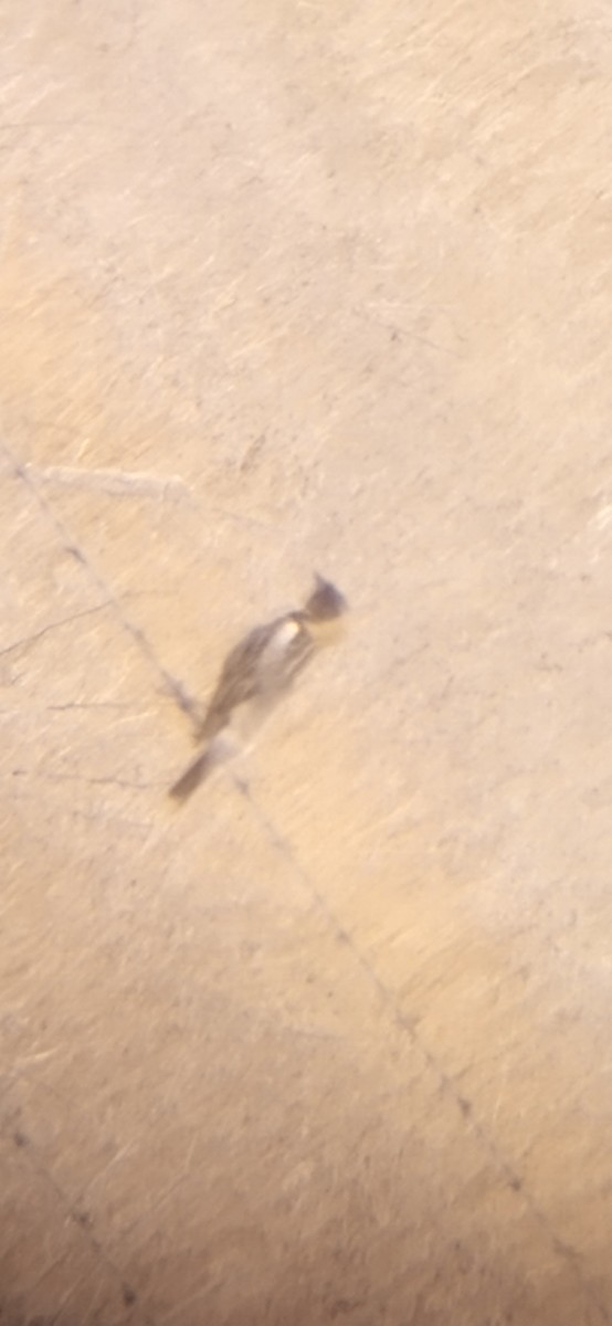 Bobolink - ML618771231