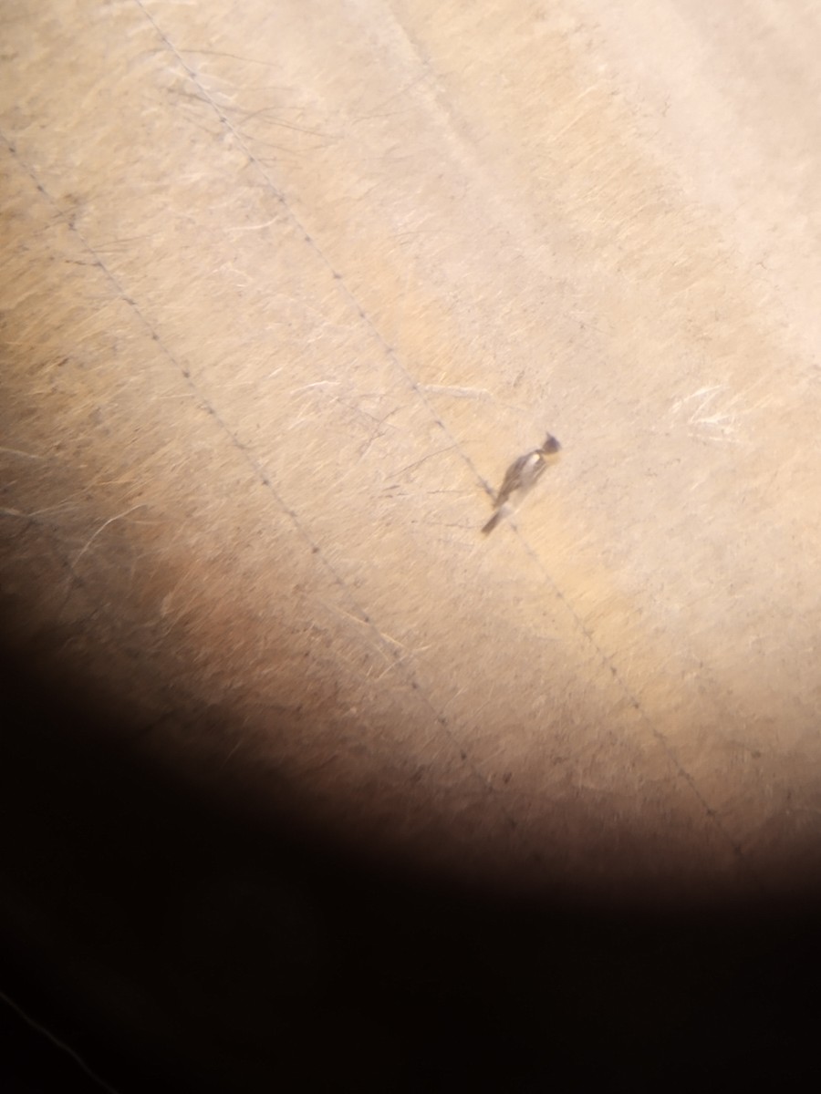 Bobolink - ML618771248