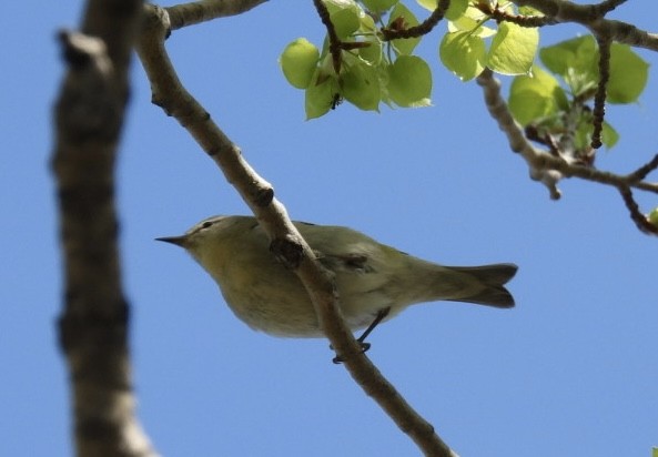 Tennessee Warbler - ML618771250