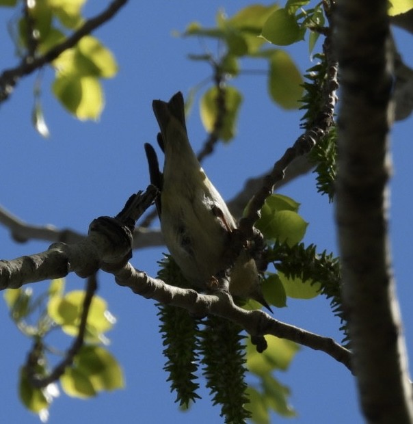 Tennessee Warbler - Ian M