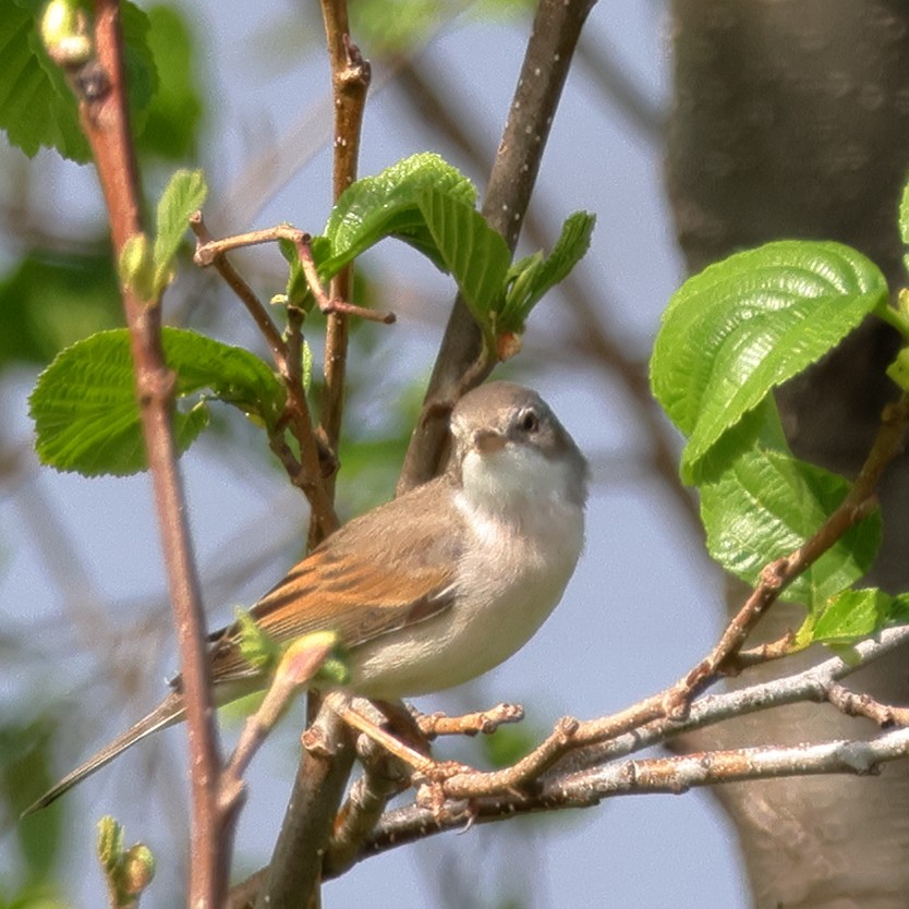 Greater Whitethroat - ML618771259