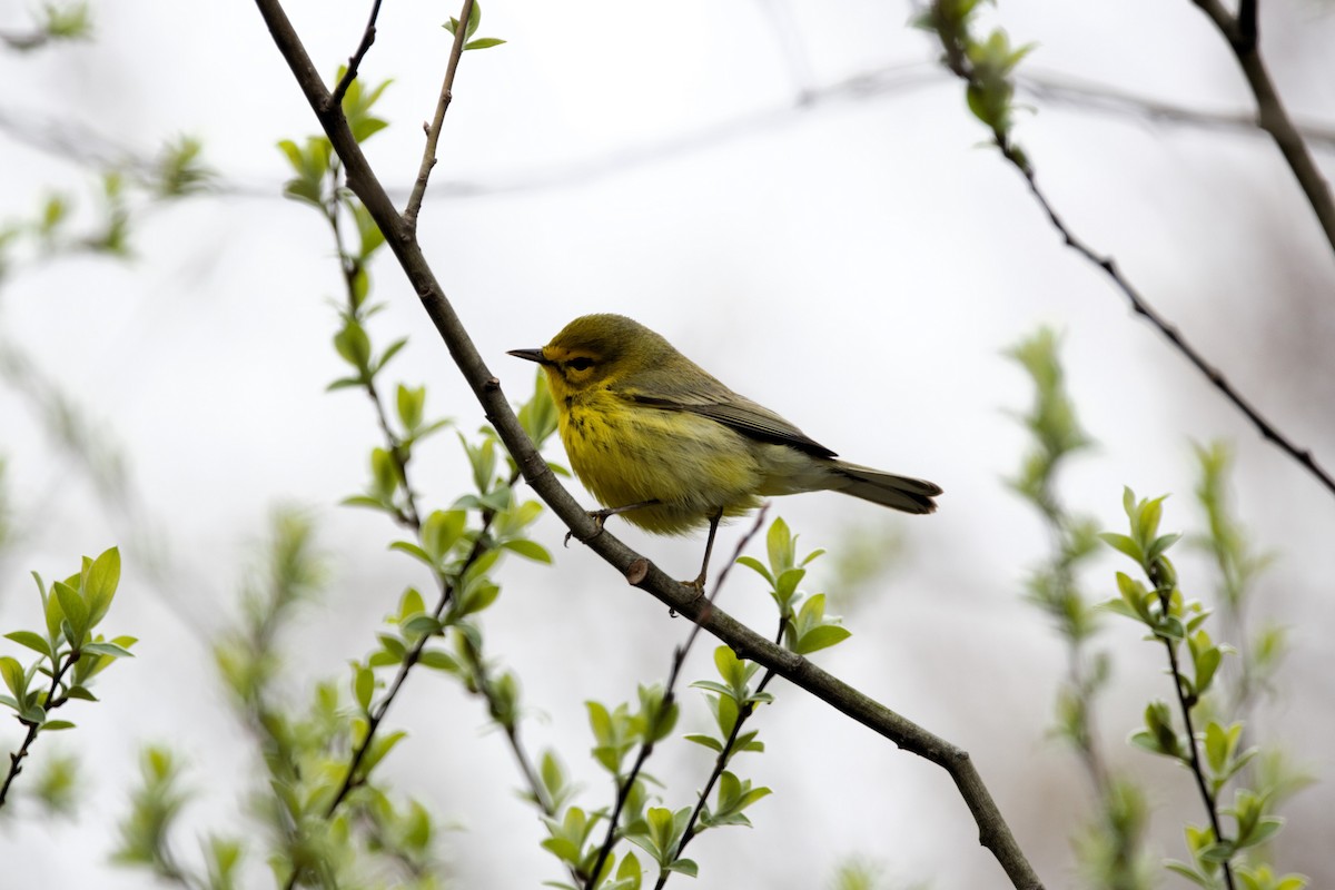 Prairie Warbler - Nancy Posey