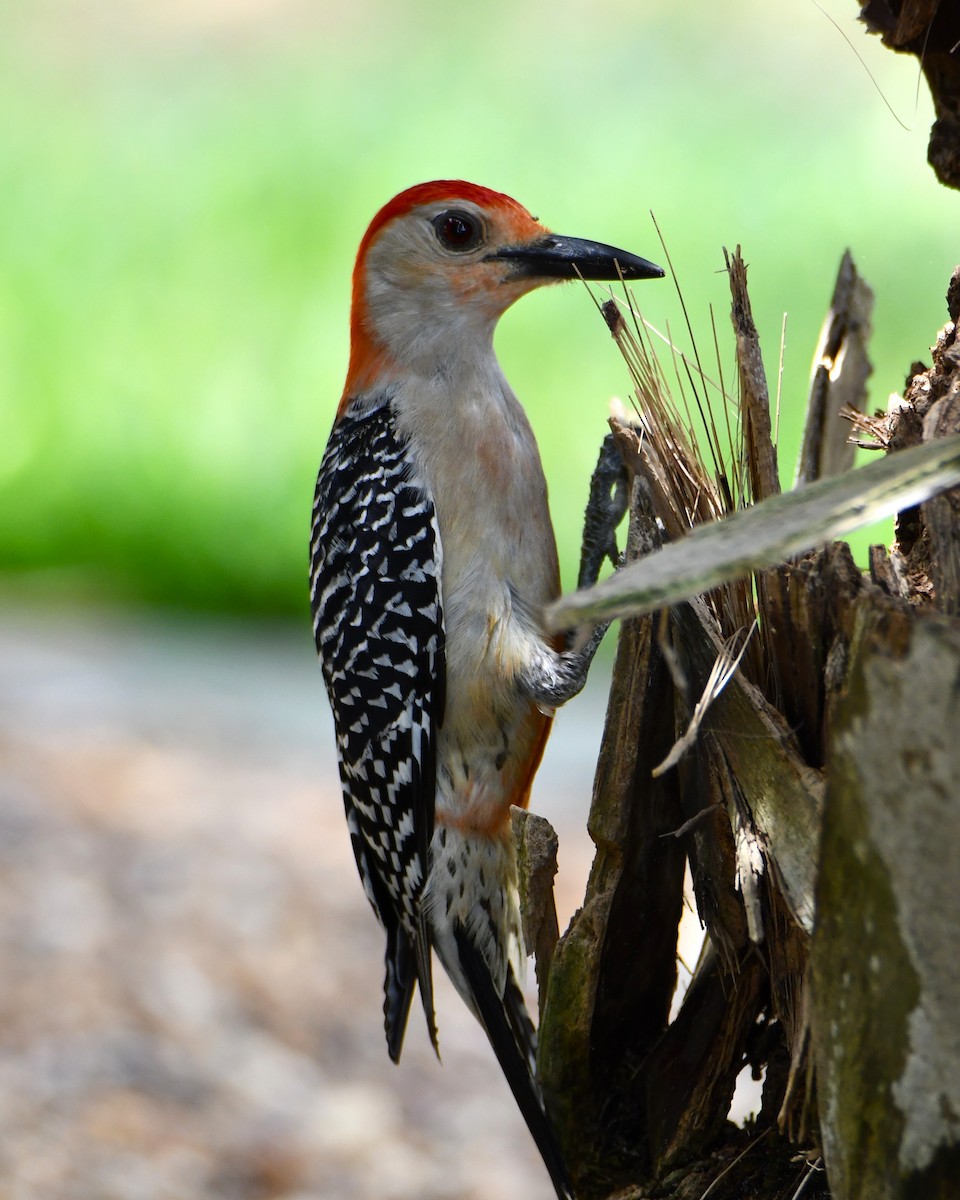 Red-bellied Woodpecker - Jason Vogel