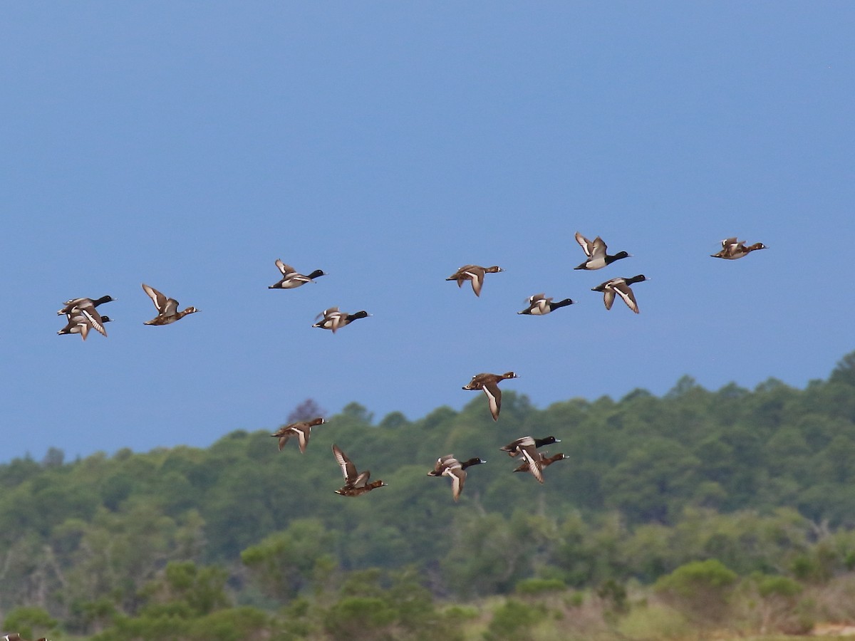 Greater Scaup - Doug Beach