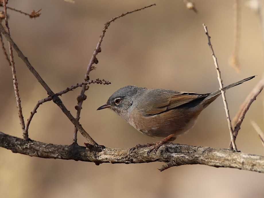 Basamortuko txinboa - ML618771277