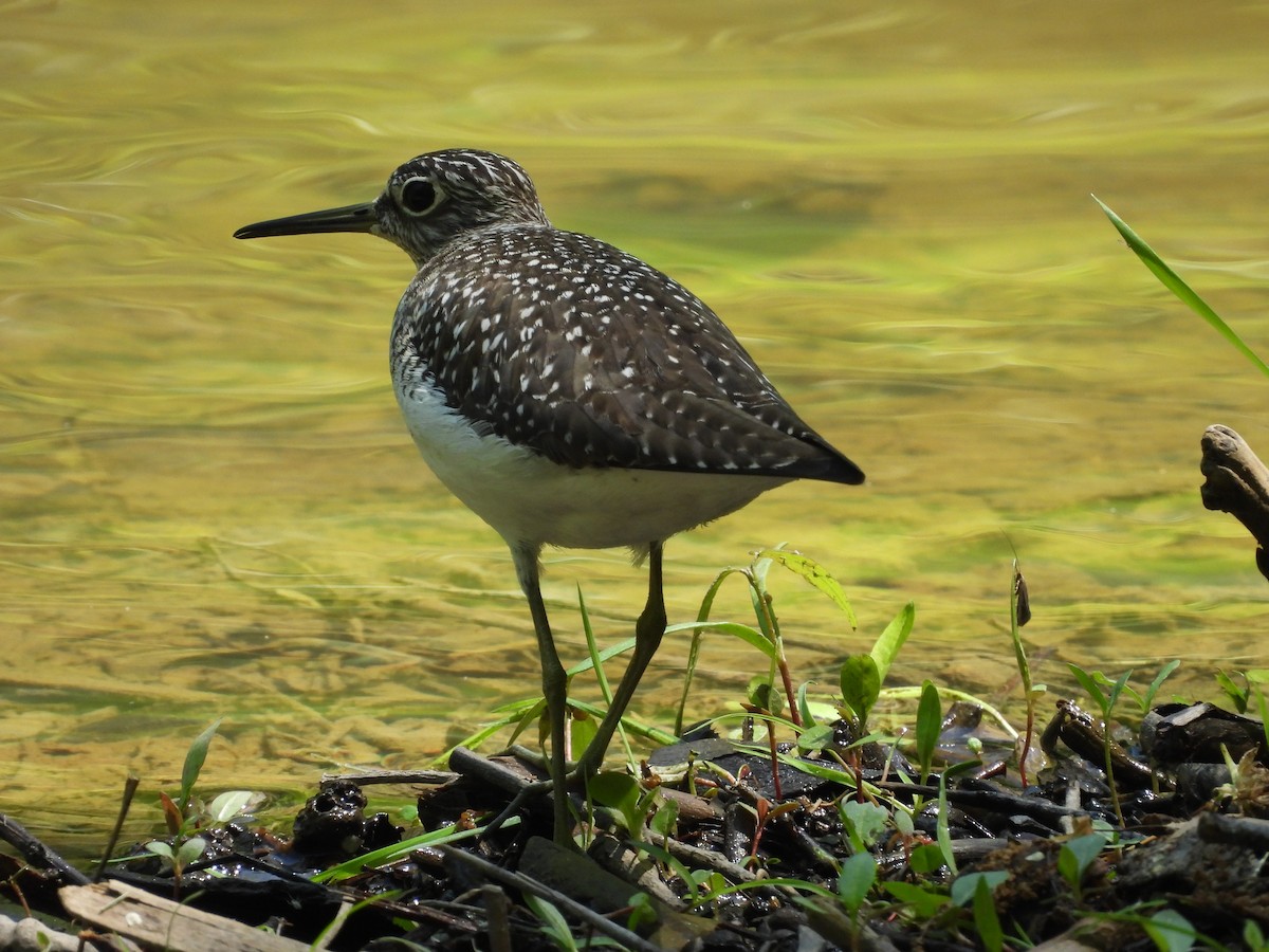 Solitary Sandpiper - ML618771294