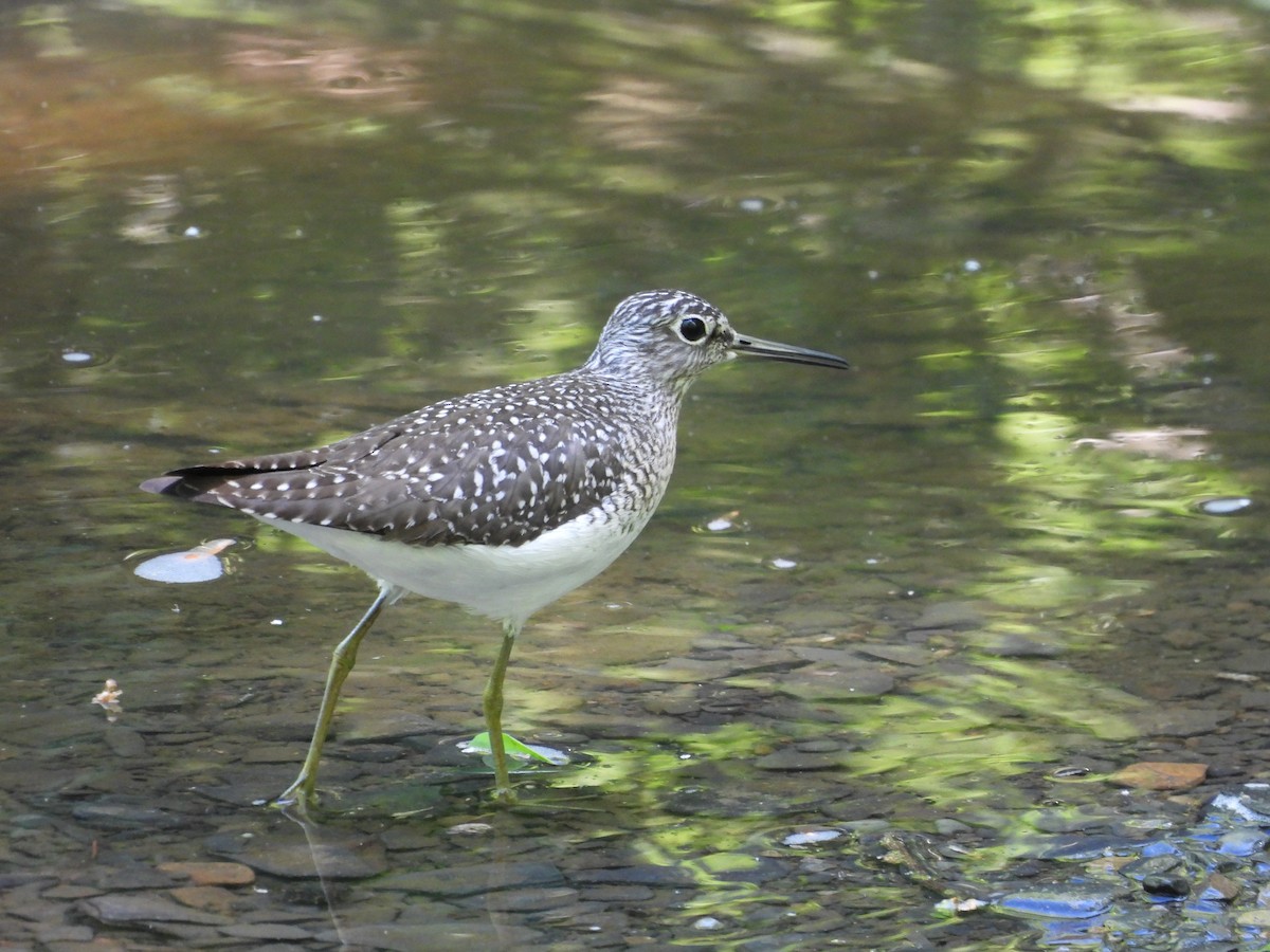 Solitary Sandpiper - ML618771300