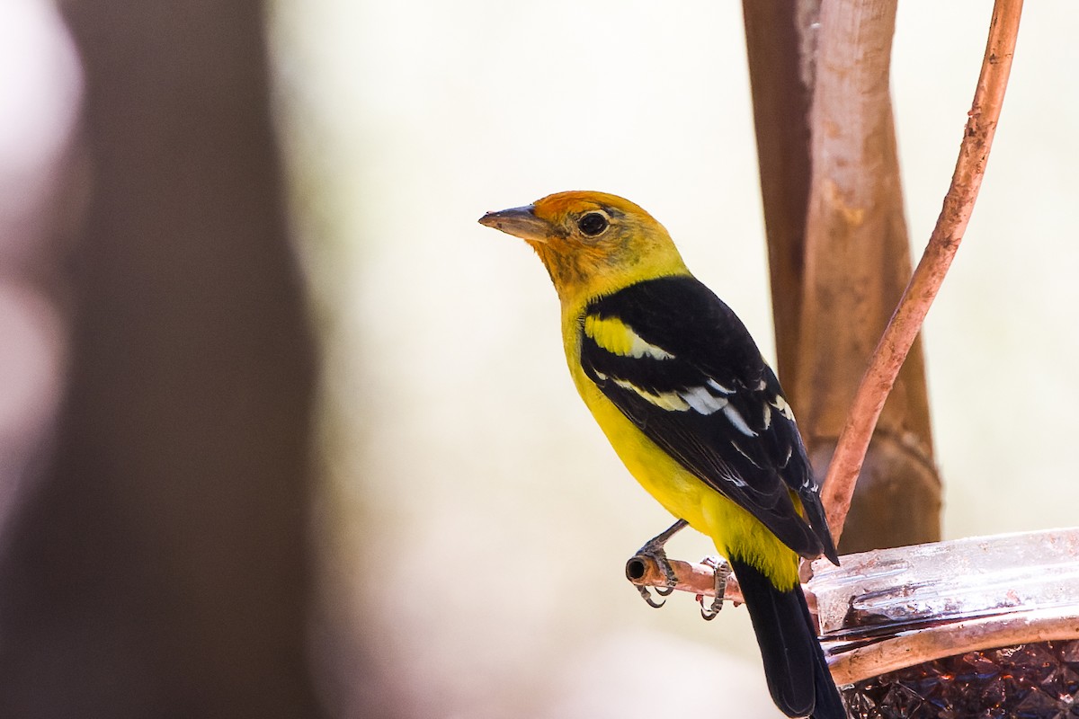 Western Tanager - Kyle Shay