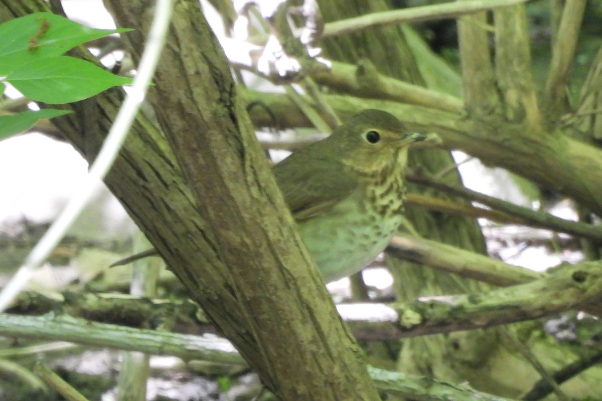 Swainson's Thrush - ML618771309