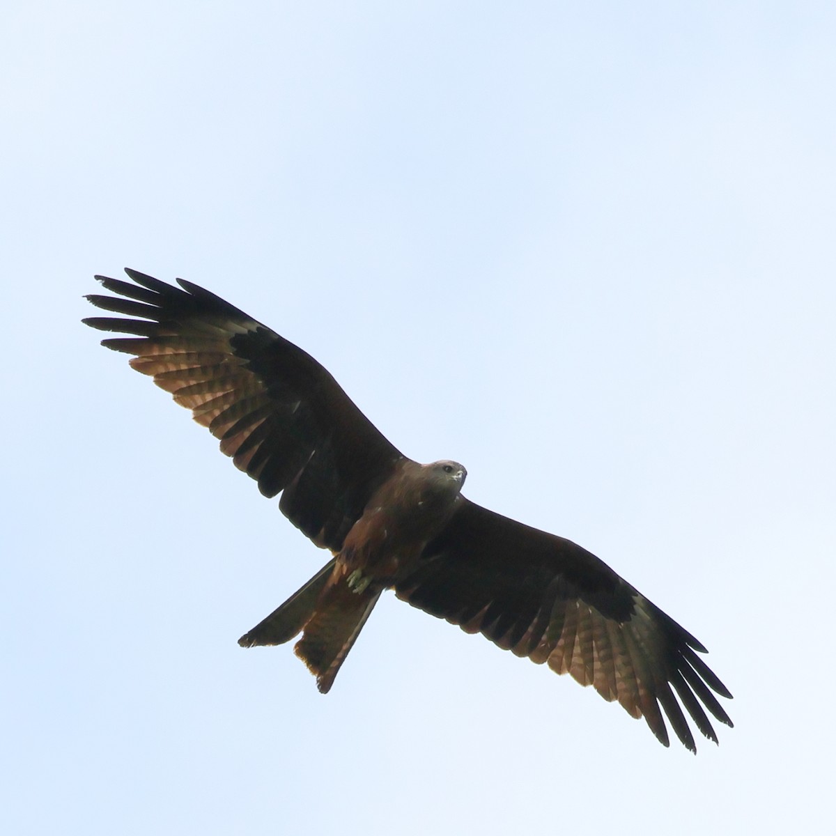 Black Kite - Julia Shvetsova