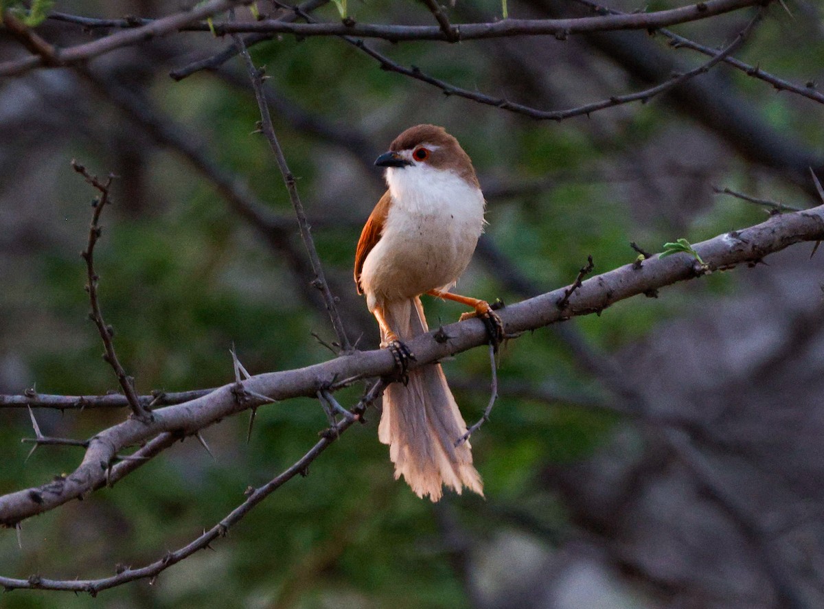 Yellow-eyed Babbler - ML618771368