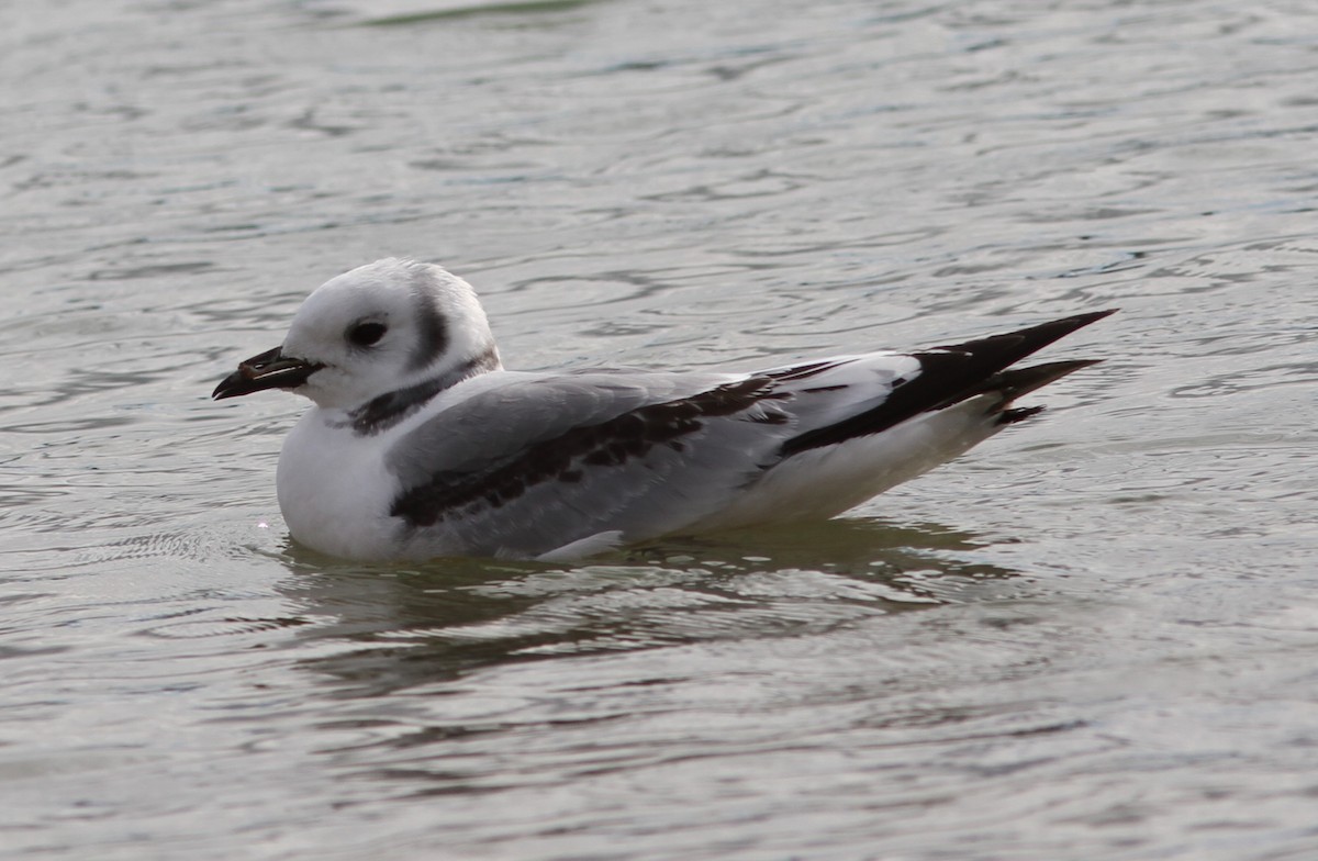 Black-legged Kittiwake - ML618771372