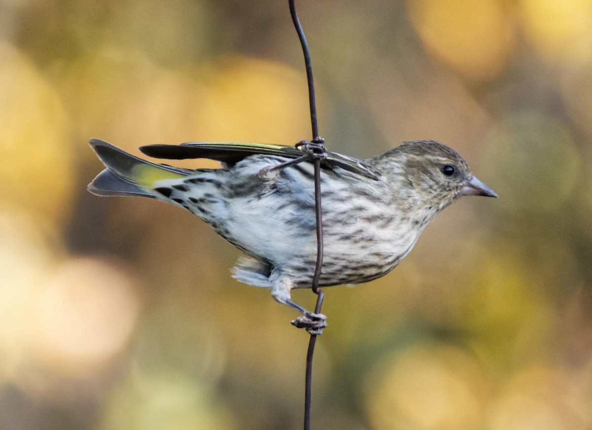 Pine Siskin - Leslie Holzmann