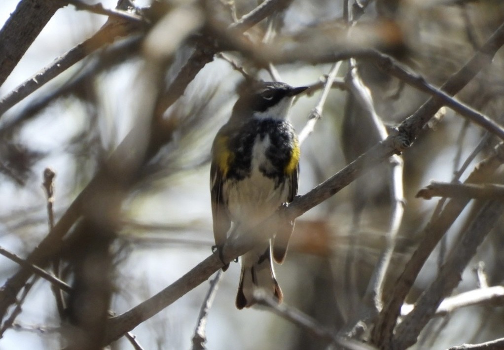 Пісняр-лісовик жовтогузий (підвид coronata) - ML618771378