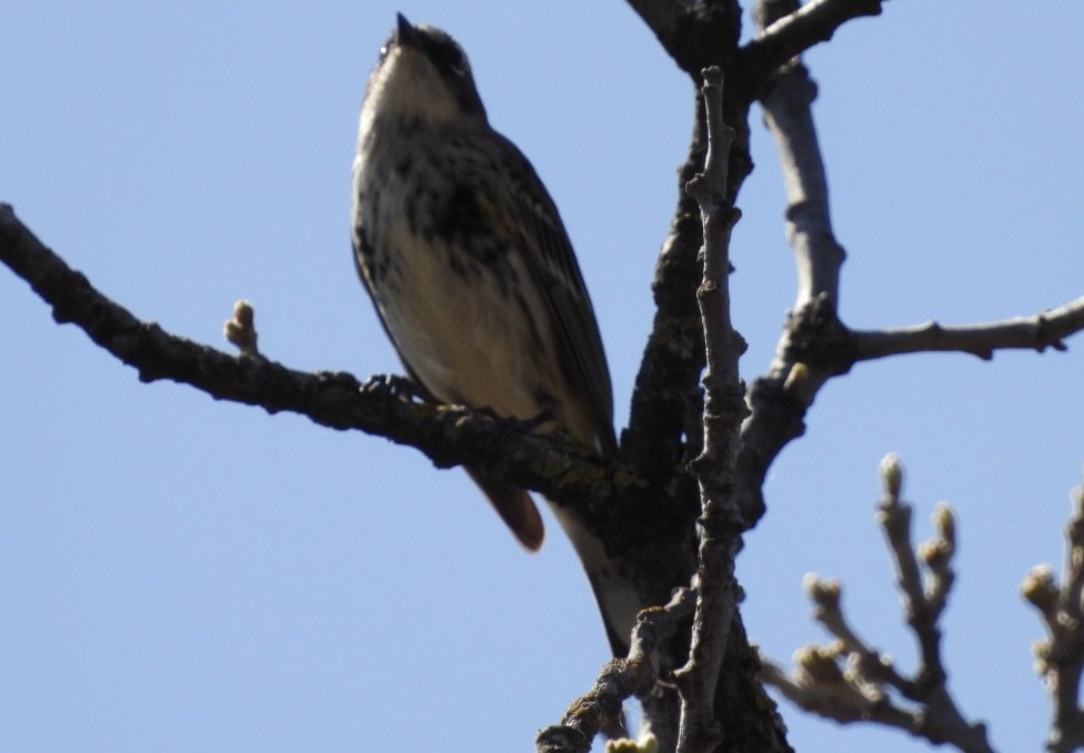 Yellow-rumped Warbler (Myrtle) - ML618771381