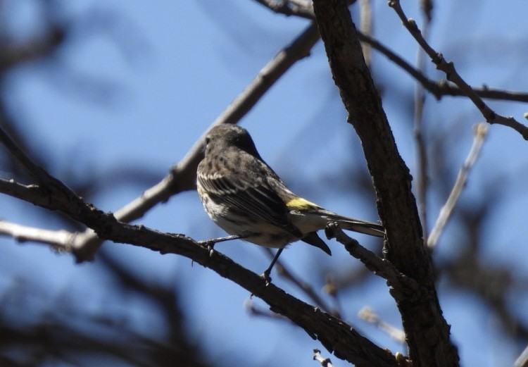 Yellow-rumped Warbler (Myrtle) - ML618771383